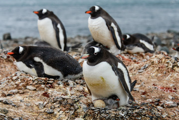 Naklejka premium Gentoo penguine with chicks