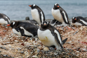 Fototapeta premium Gentoo penguine with chicks