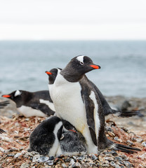 Gentoo penguine with chicks
