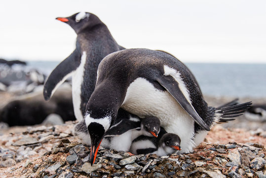 Gentoo penguine with chicks