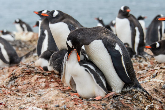 Gentoo penguine with chicks