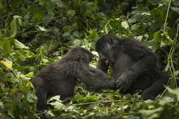 Mountain gorilla (Gorilla beringei beringei) jeveniles playing. Bwindi Impenetrable Forest. Uganda