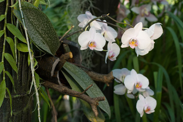 Many buds of white orchid phalaenopsis.