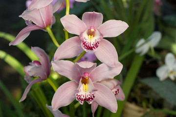 Naklejka na ściany i meble Close up of a soft pink orchid cymbidium.