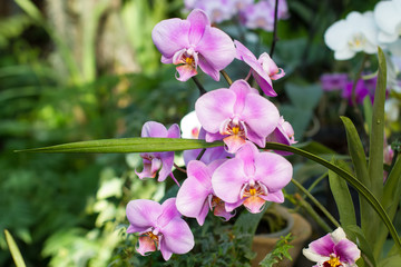 Delicate pink orchid phalaenopsis in the green garden.