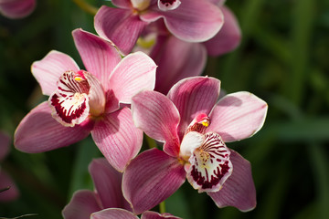 Fototapeta na wymiar Pastel pink orchid with bright beautiful core.
