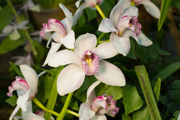 Gently creamy cymbidium orchids.