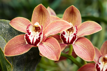 Rare orchid flowers.