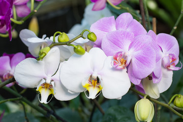 Fototapeta na wymiar Closeup of orchids flowers in garden.