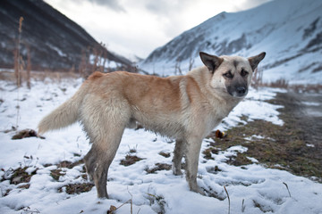 Kaukaz - Gruzja w zimowej szacie. Caucassus mountains in Georgia.