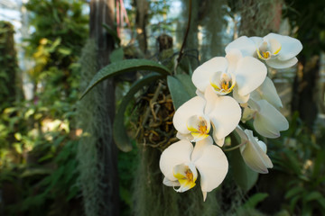 Beautiful branch of white orchids in a tropical forest.
