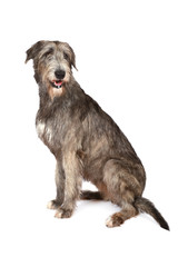 Irish wolfhound dog on white