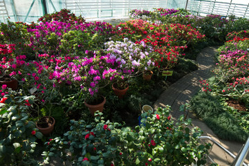 Fototapeta na wymiar Large greenhouse with azalea bushes.