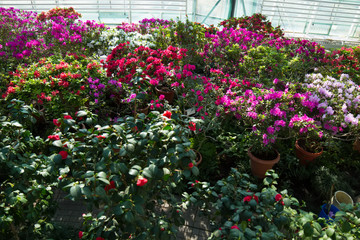 Fototapeta na wymiar Many colorful flowers in the greenhouse.