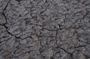 Cracked and barren ground,Dry soil textured background
