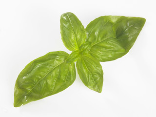 basil leaf