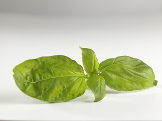 basil leaf