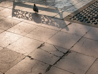 Pigeon walk on the park at twilight time.