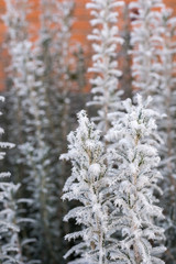 Frost rosemary plant with blurred winter background