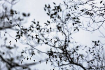 Small birds to be surprised at