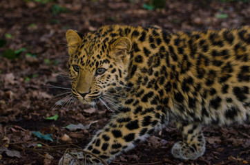 Fototapeta na wymiar Amur Leopard stalks 2