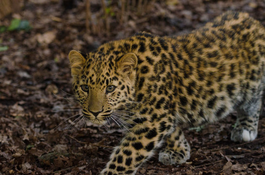 Amur Leopard stalks