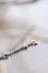 Frosty twig with blurred background abstract winter background