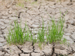 Grass in soil drought cracked texture