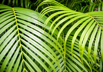 Palm leaves as background, green background