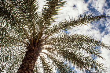 Obraz premium Under the palm tree sunlight and blue sky
