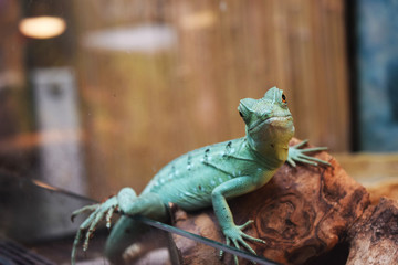 Lizard