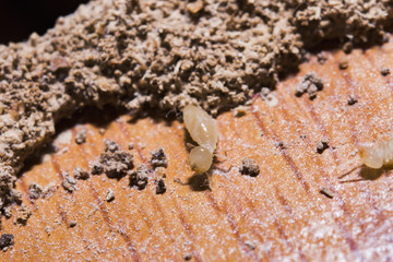 Close up termites or white ants destroyed