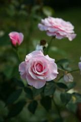 Pink rose  / Lovely pink 