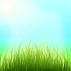 Fototapeta premium Spring background. Sunny day. Young grass.