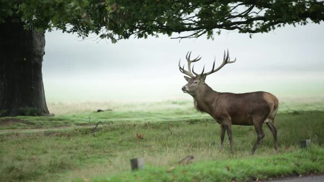 Red deer in the fog