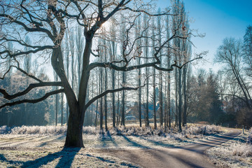 Baum in winterlicher Morgensonne