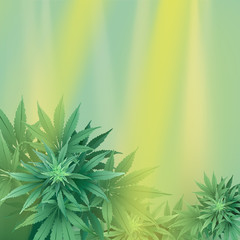 Cannabis or Marijuana Background.
Hand drawn vector illustration of the plant in top view and spotlights.
