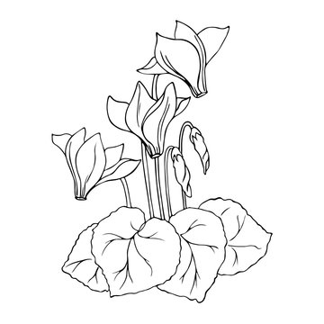 cyclamen flowers black and white line art clip art preview