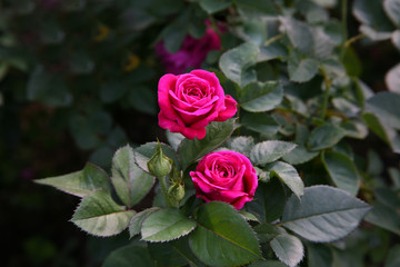 Pink rose  / Lovely pink 