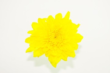 yellow flower on white background 