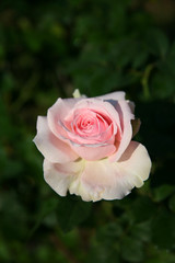 Pink rose  / Lovely pink 