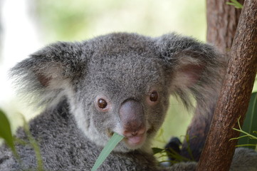 happy koala bear