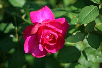 Pink rose  / Lovely pink 