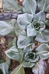 Radicchio con gelo in inverno nell'orto