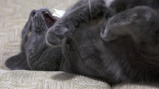 Slow motion of playful cat catches the mouse on a string playing on the bed