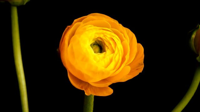 Time-lapse of a yellow Ranunculus flower blooming. Studio shot over black.