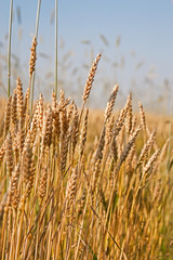 Wheat field ready to harvest