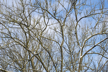 Baum mit Schneebedeckten Äste vor blauem Himmel 