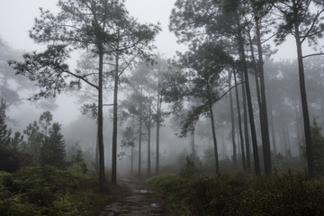 Obraz na płótnie Canvas jungle in fog