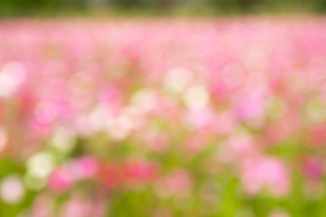 Obraz premium Abstract beautiful pink, white bokeh background